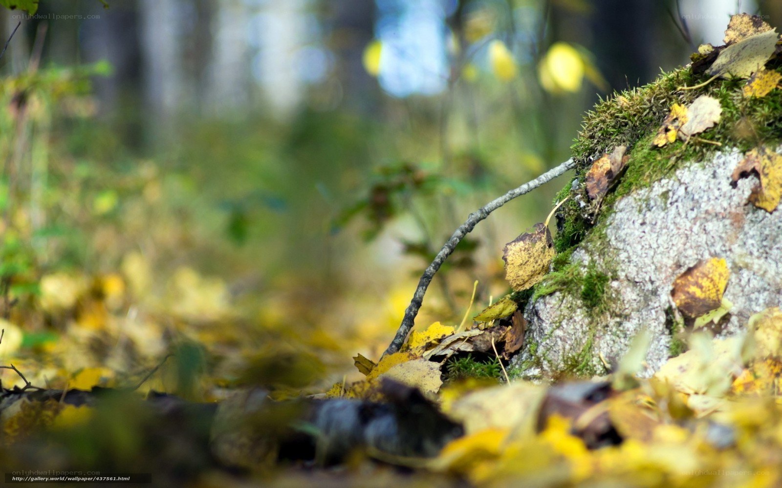 Autumn forest floor with mossy rock