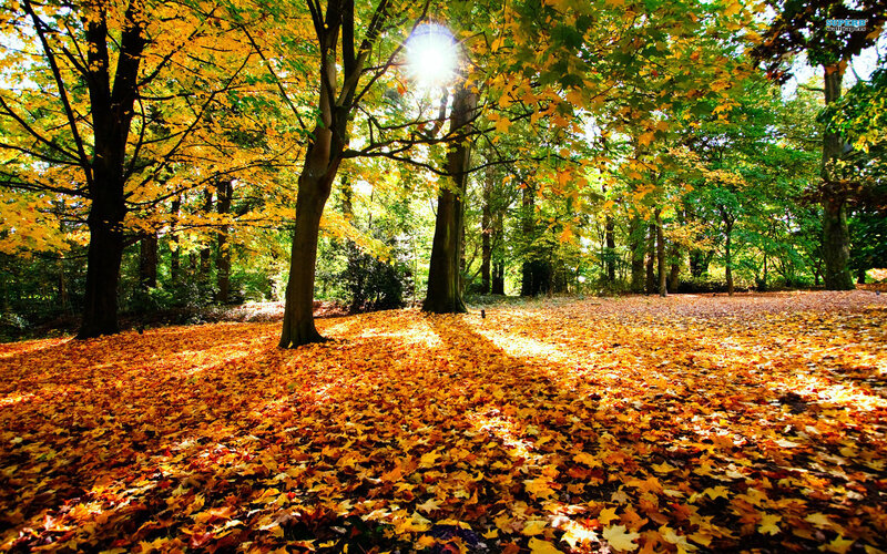 Autumn Forest Floor — Yellow, Serene, Afternoon