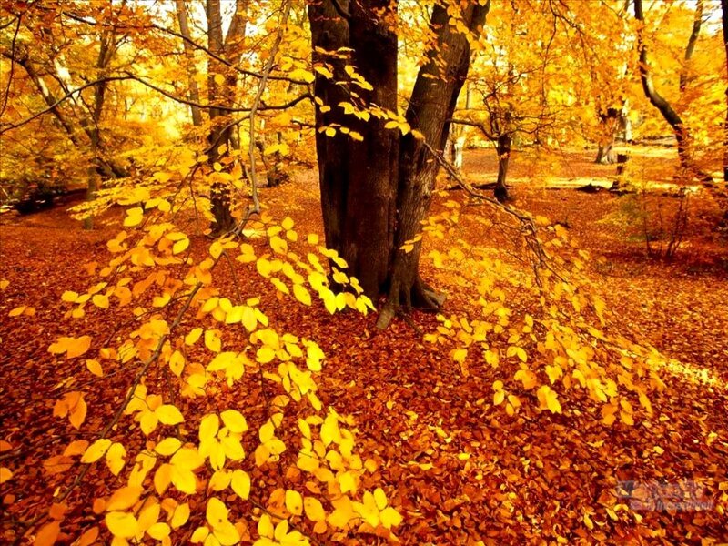 Autumn Forest Floor — Yellow, Serene, Photograph