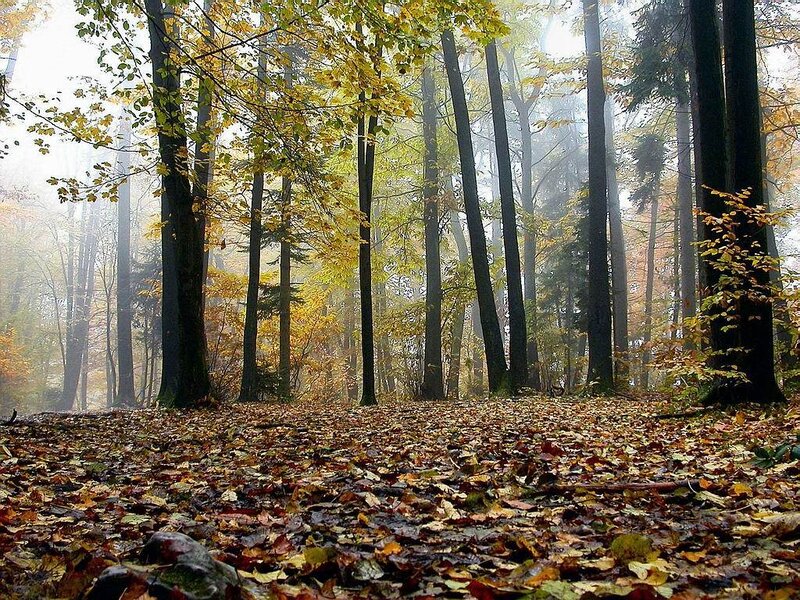 Autumn Forest Floor — Yellow, Serene, Photograph, Trees, Fallen Leaves, Fog