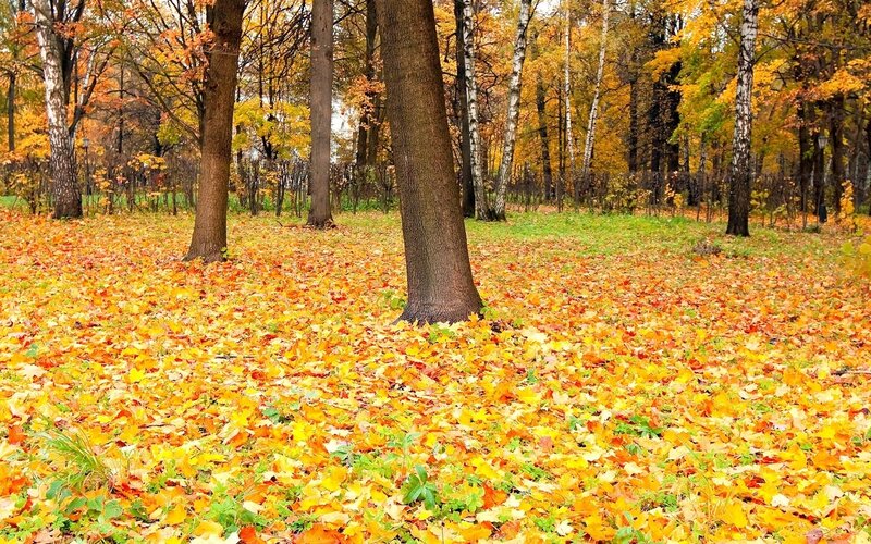 Autumn Forest Floor — Yellow, Serene, Photograph, Trees, Fallen Leaves, Grass