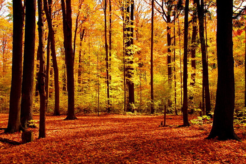 Autumn Forest Floor — Yellow, Serene, Photograph, Trees, Fallen Leaves, Sunlight