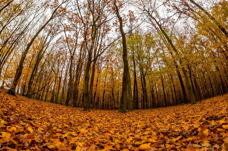 Autumn Forest Floor — Yellow, Serene, Photograph, Trees, Leaves, Sky