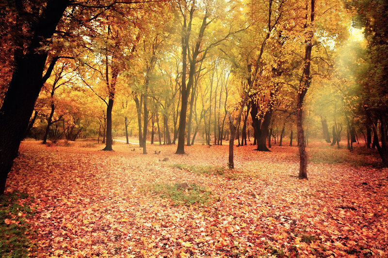 Autumn Forest Floor — Yellow, Serene, Photograph, Trees, Leaves, Sunlight