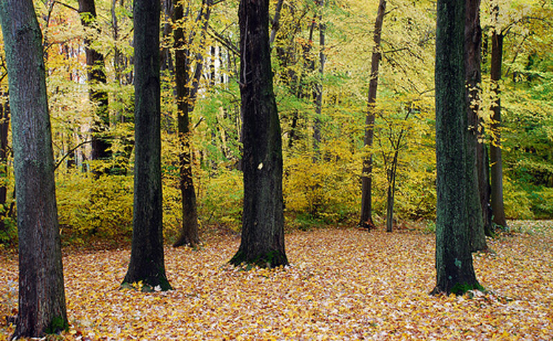 Autumn Forest Floor — Yellow, Serene, Photograph, Trees
