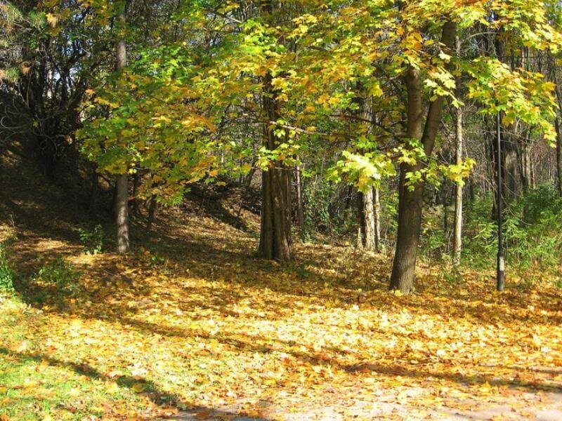 Autumn Forest Floor — Yellow, Serene