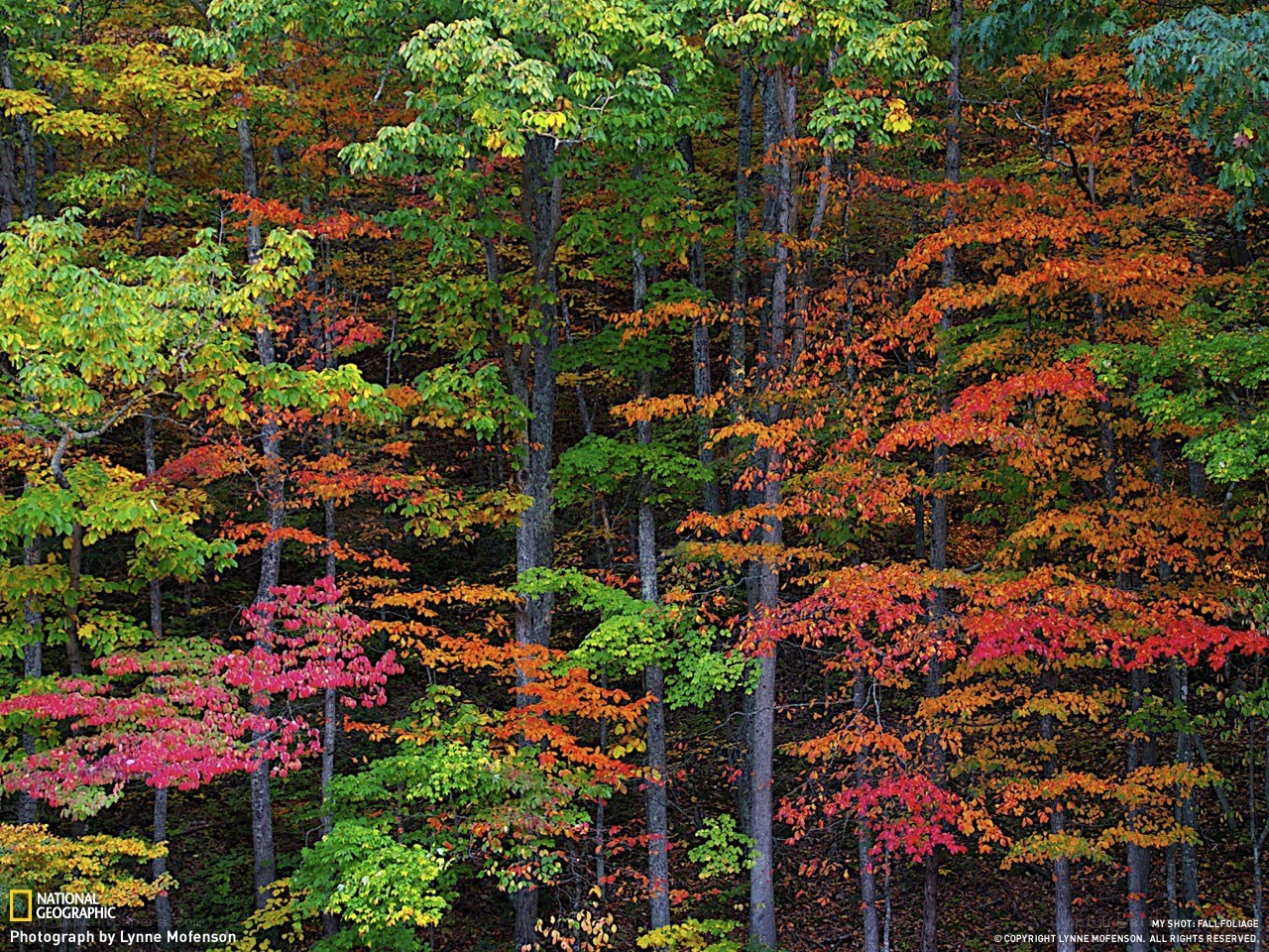 Autumn forest foliage