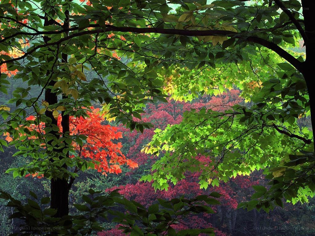 Autumn forest foliage
