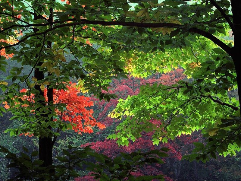 Autumn Forest Foliage — Green, Serene