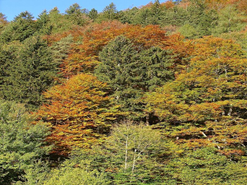 Autumn Forest Foliage — Green