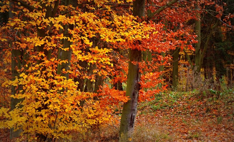 Autumn Forest Foliage — Orange