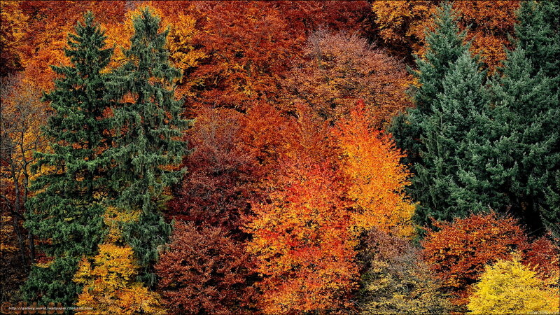 Autumn Forest Foliage — Orange, Vibrant