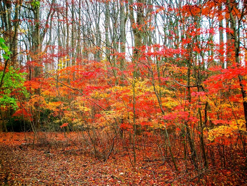 Autumn Forest Foliage — Red, Serene, Photograph