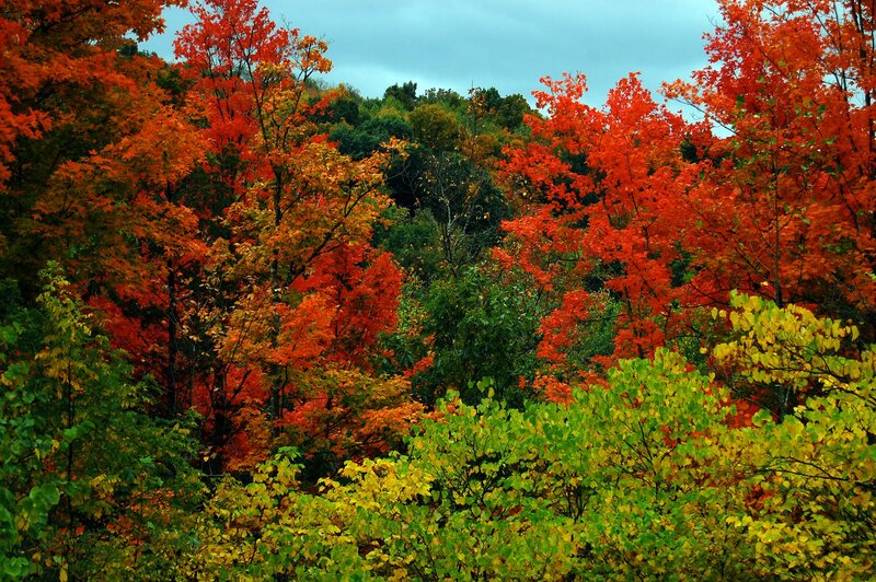 Autumn Forest Foliage — Red, Serene, Photograph, Trees, Hills, Sky