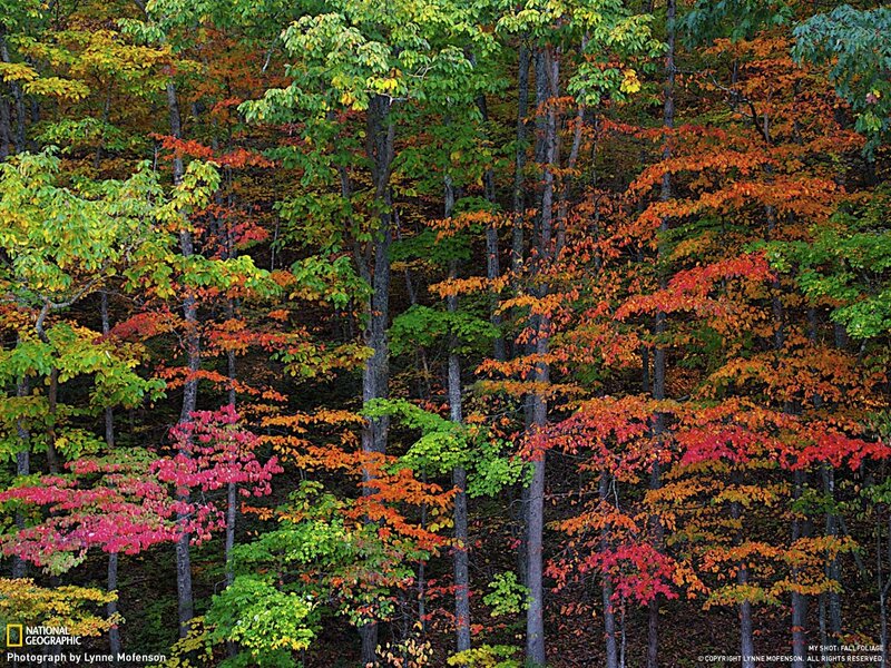 Autumn Forest Foliage — Red, Serene, Photograph, Trees, Leaves, Orange