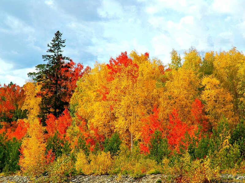 Autumn Forest Foliage — Red, Serene, Photograph, Trees