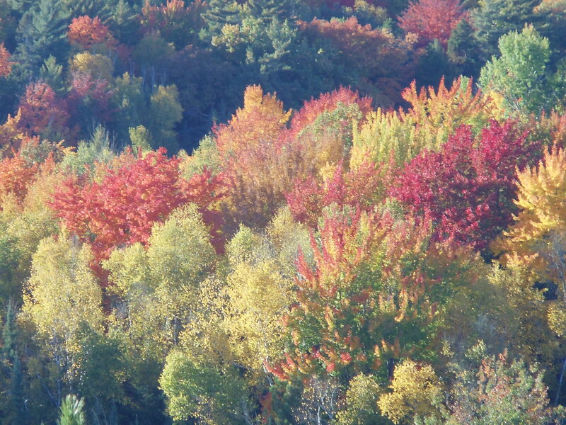 Autumn Forest Foliage — Red, Serene