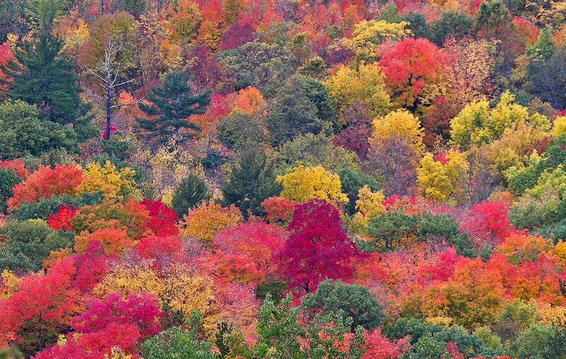 Autumn Forest Foliage — Red, Vibrant, Photograph