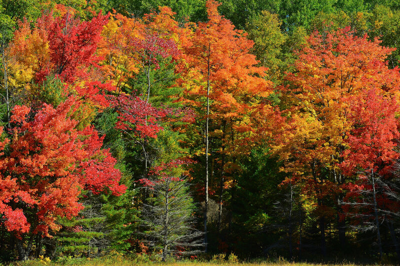 Autumn Forest Foliage — Red, Vibrant, Photograph, Trees, Colorful Leaves