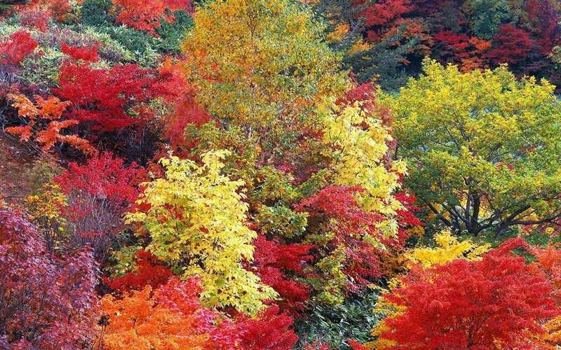 Autumn Forest Foliage — Red, Vibrant, Photograph, Trees, Leaves