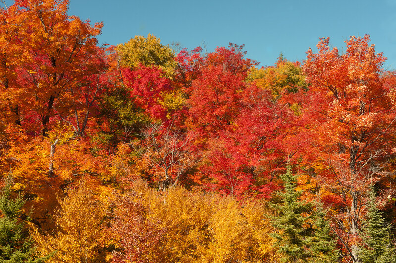 Autumn Forest Foliage — Red, Vibrant, Photograph, Trees, Sky