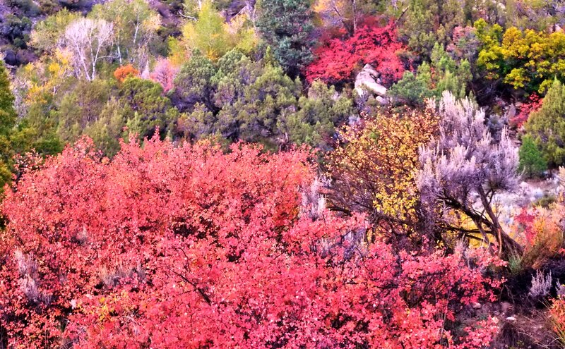 Autumn Forest Foliage — Red, Vibrant, Photograph, Trees