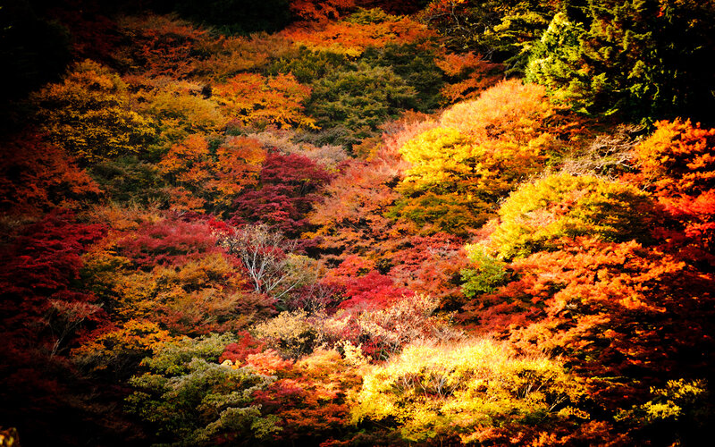 Autumn Forest Foliage — Red, Vibrant