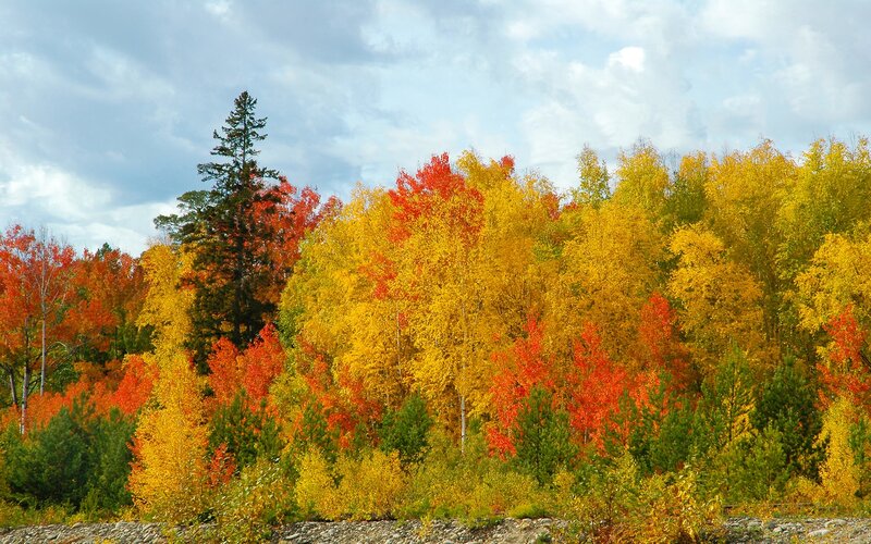 Autumn Forest Foliage — Yellow, Serene, Photograph