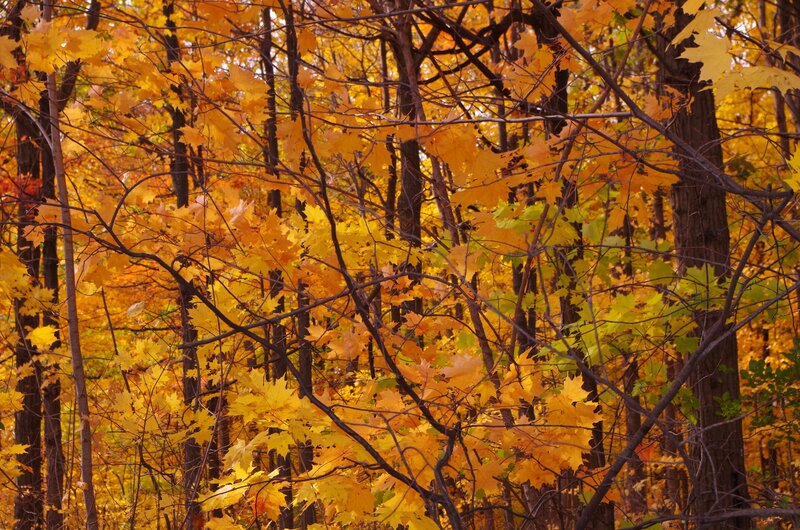 Autumn Forest Foliage — Yellow, Serene
