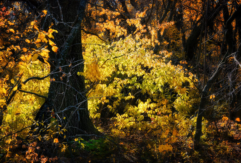 Autumn Forest Foliage — Yellow