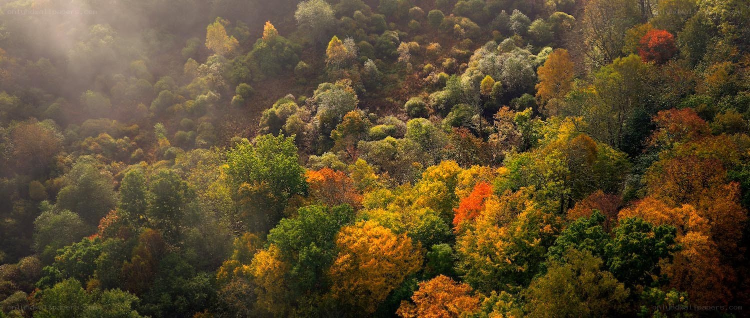 Autumn forest from above