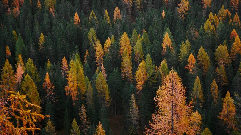 Autumn Forest from Above — Green, Serene