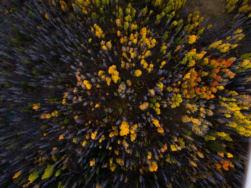 Autumn Forest from Above — Yellow