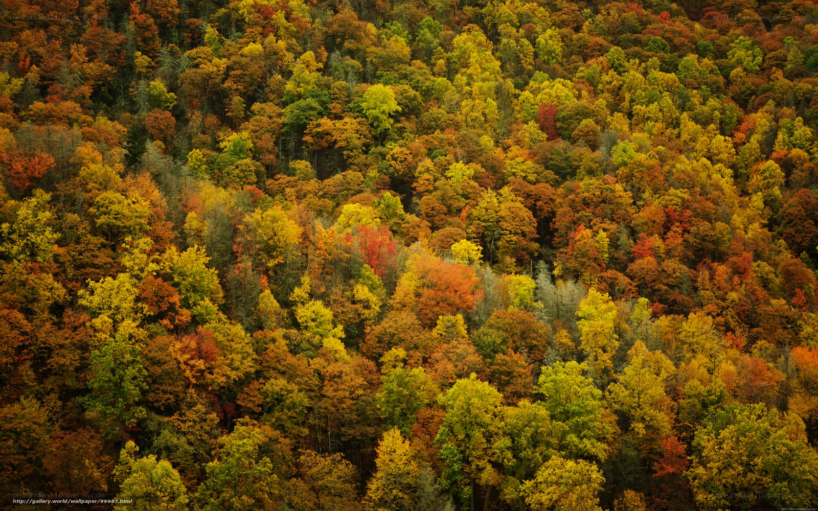 Autumn forest from above
