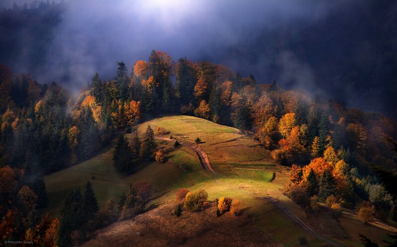 Autumn Forest Hill — Green, Dramatic