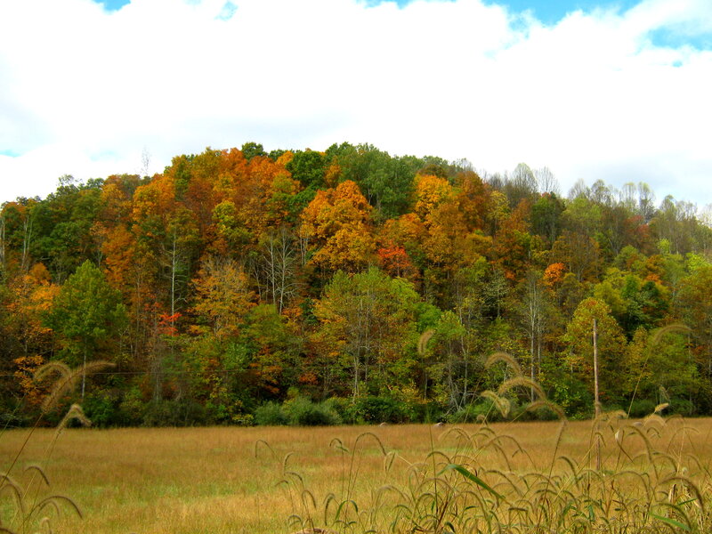Autumn Forest Hill — Green, Serene