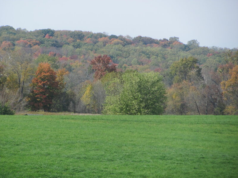 Autumn Forest Hill — Green