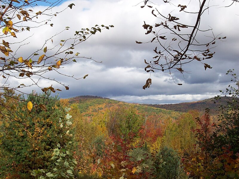 Autumn Forest Hills — Green