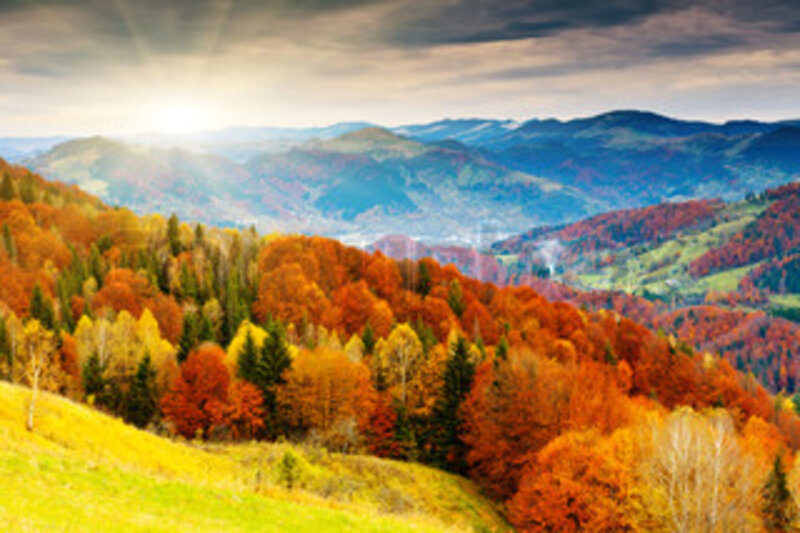 Autumn Forest Hills — Orange, Serene, Photograph