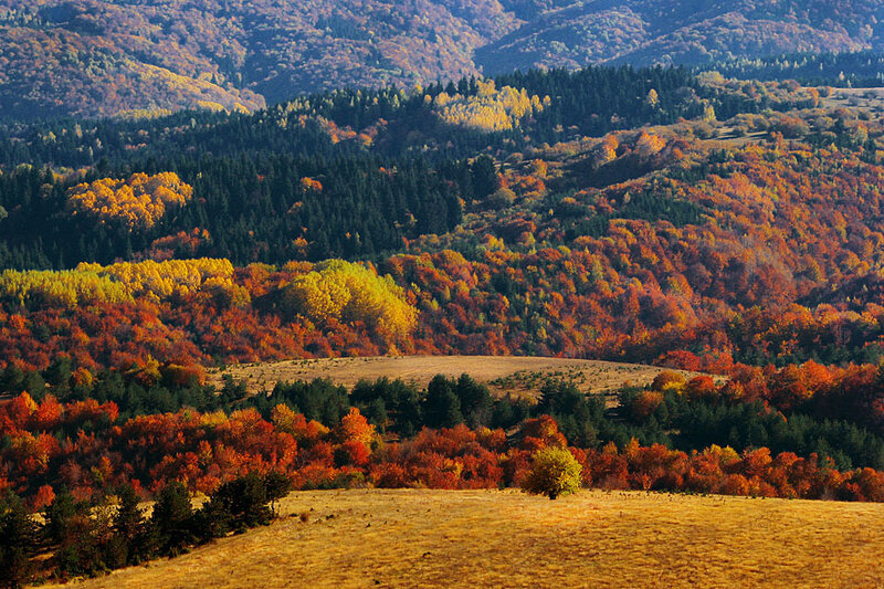Autumn Forest Hills — Orange, Serene