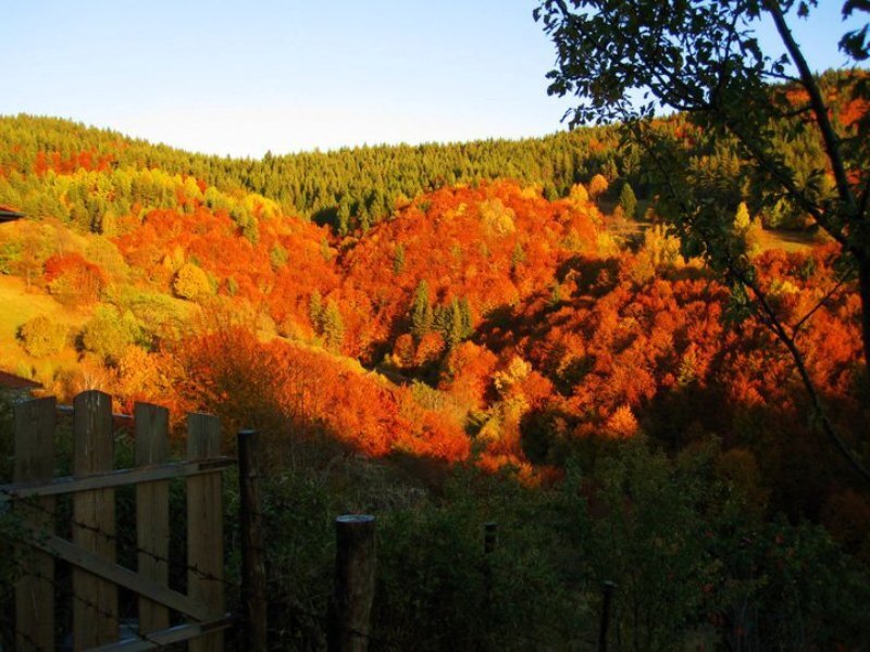 Autumn Forest Hills — Orange