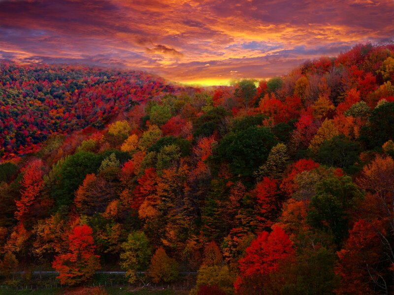 Autumn Forest Hills — Red, Dramatic
