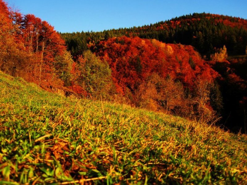 Autumn Forest Hills — Red, Serene