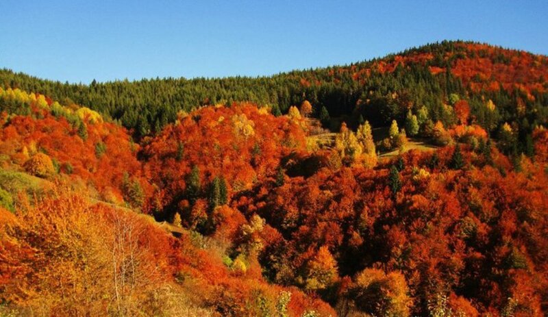 Autumn Forest Hills — Red