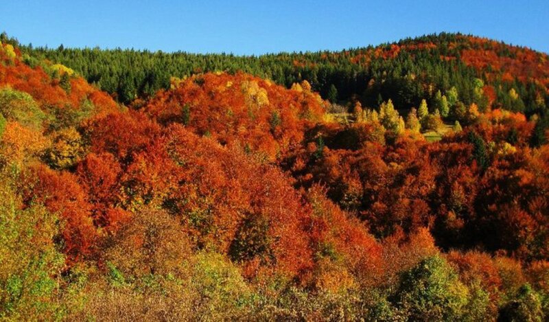 Autumn Forest Hills
