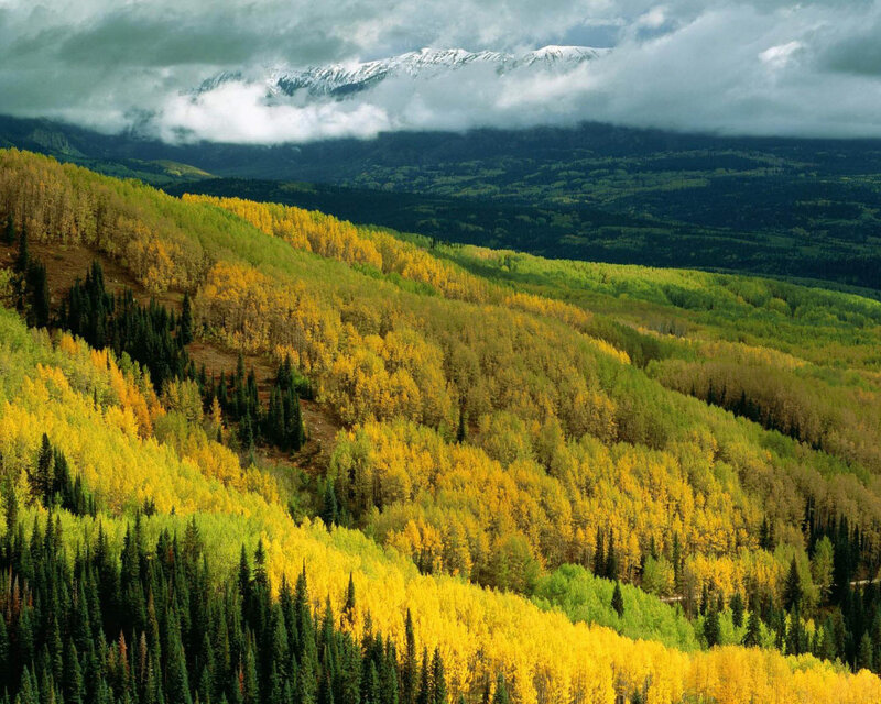 Autumn Forest Hills — Yellow, Dramatic, Photograph