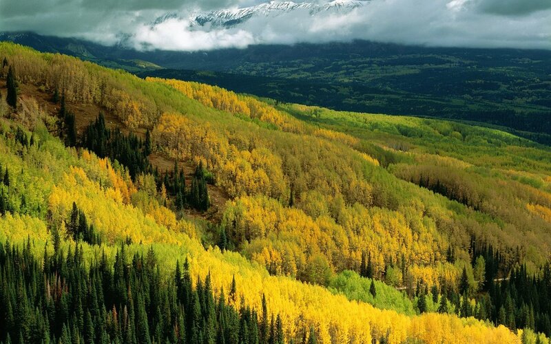 Autumn Forest Hills — Yellow, Dramatic