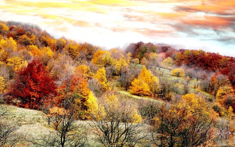 Autumn Forest Hills — Yellow, Serene