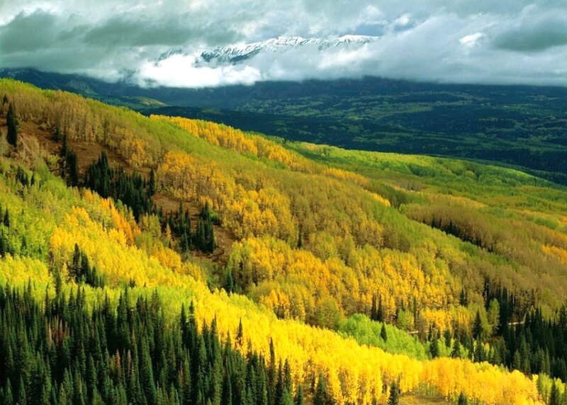 Autumn Forest Hills — Yellow