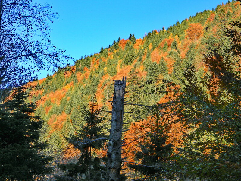 Autumn Forest Hillside — Green, Serene, Photograph